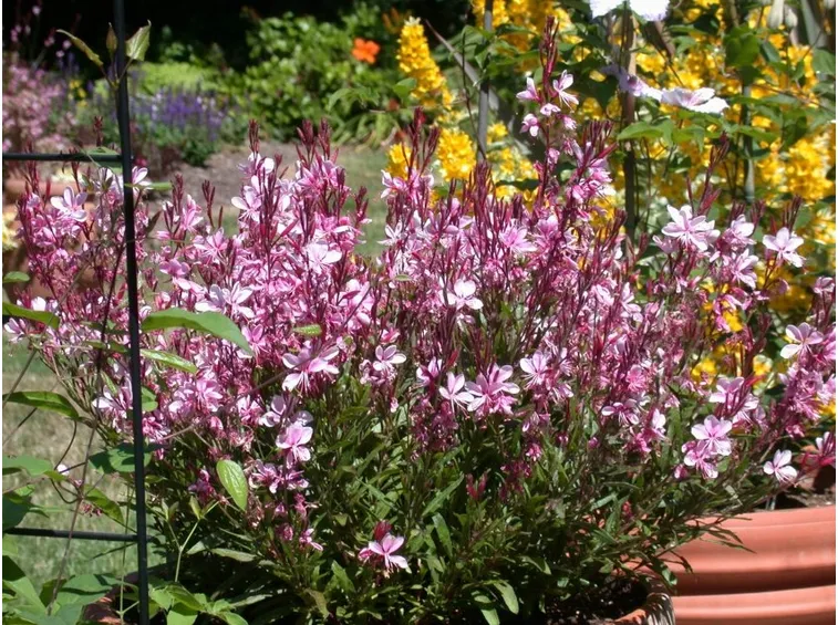 Gaura lindheimeri rosa