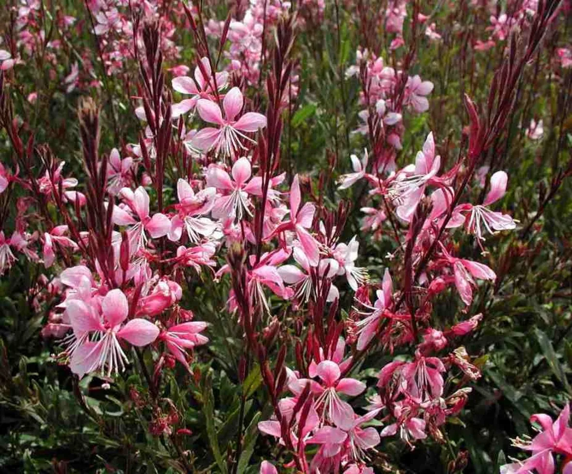 Gaura fiore