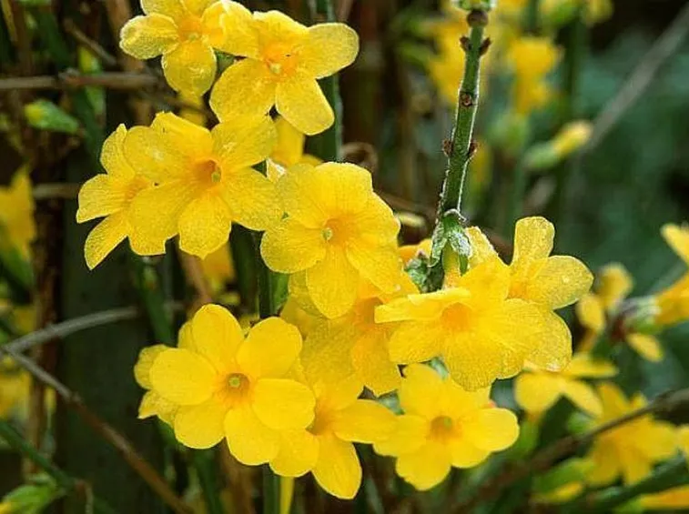 Particolare di gelsomino giallo