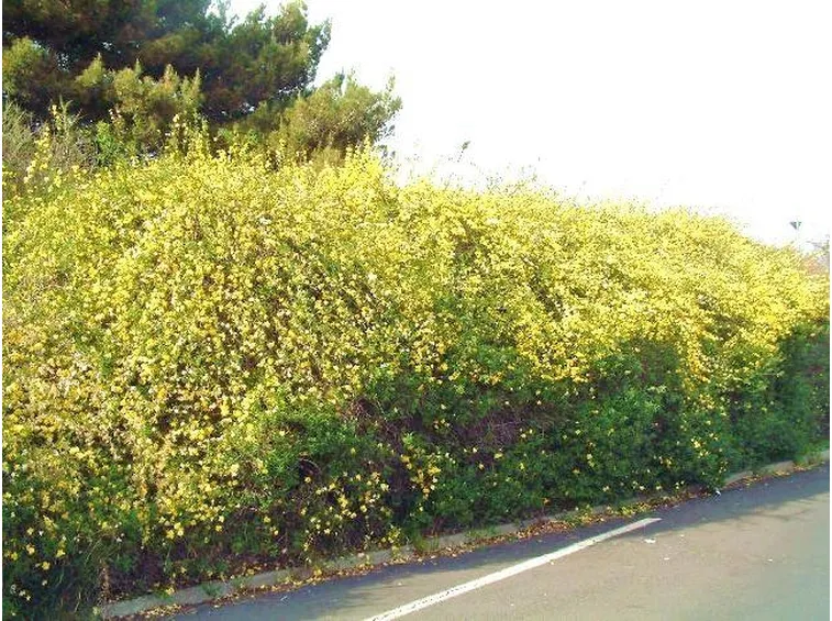 Siepe di gelsomino giallo