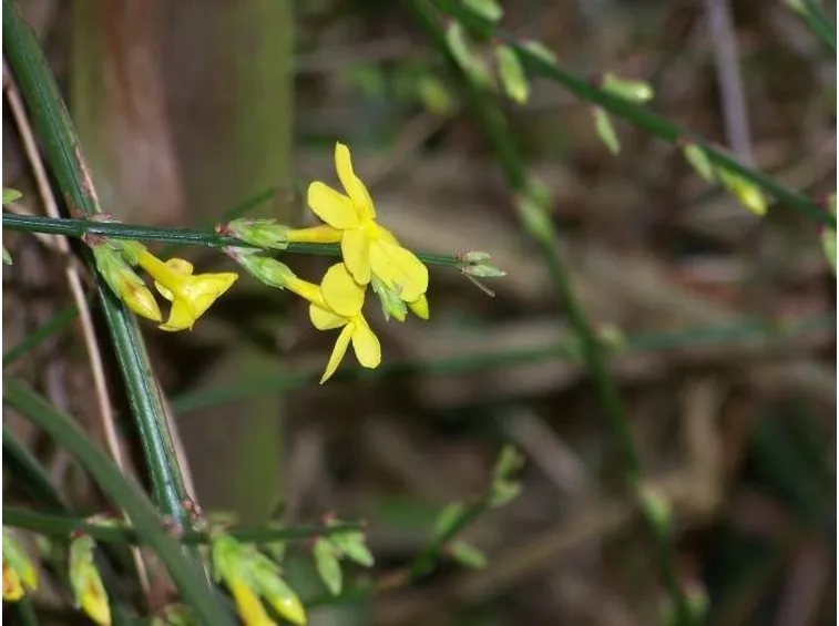 Ramo di gelsomino con fiori e germogli