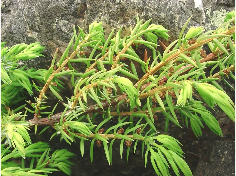 Foglie pianta ornamentale