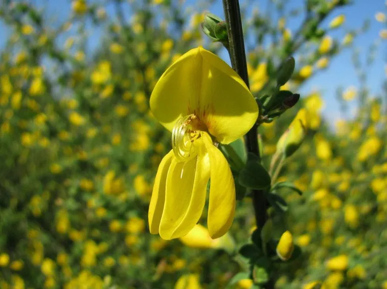 Piante di ginestra