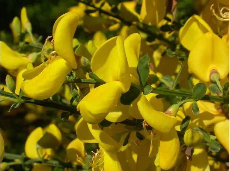 Fiore di ginestra