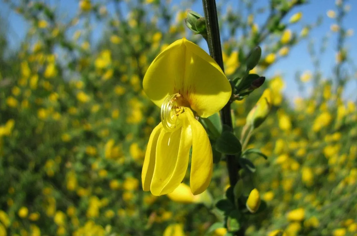 Piante di ginestra