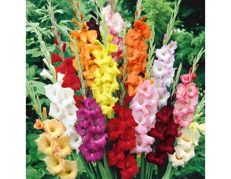 Mazzo gladioli