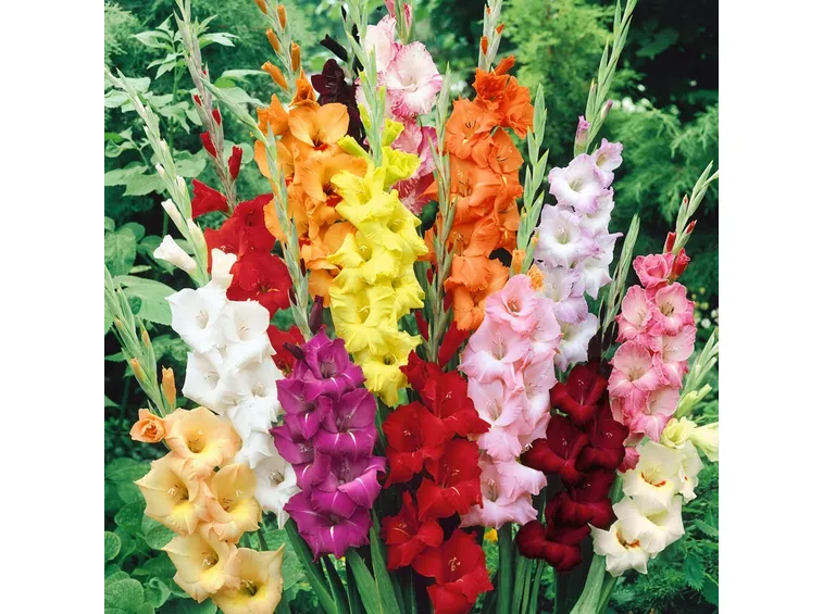 Mazzo gladioli