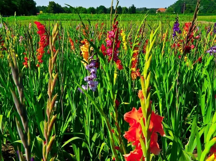 Campo fiori gladioli