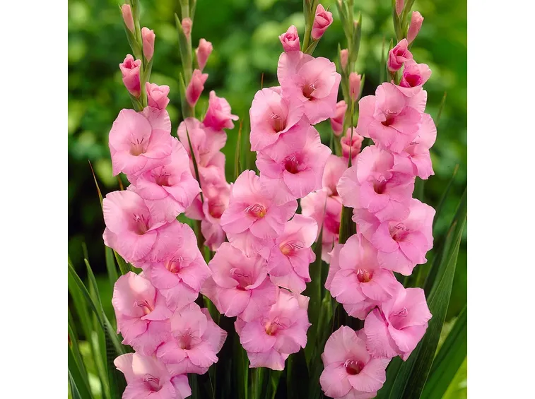 Gladioli rosa