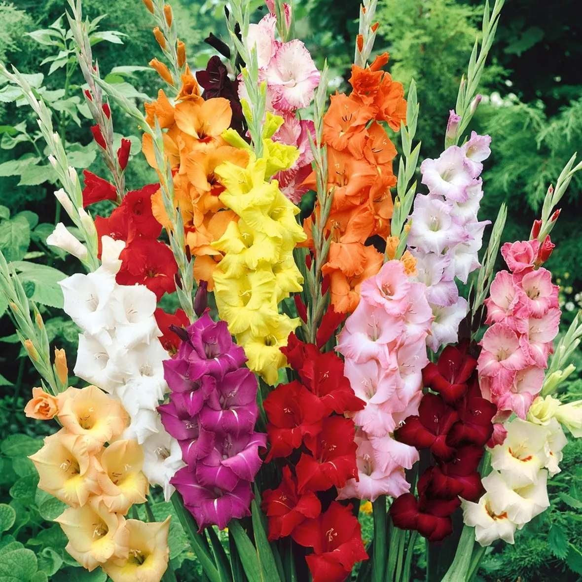 Mazzo gladioli