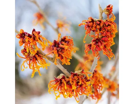 hamamelis