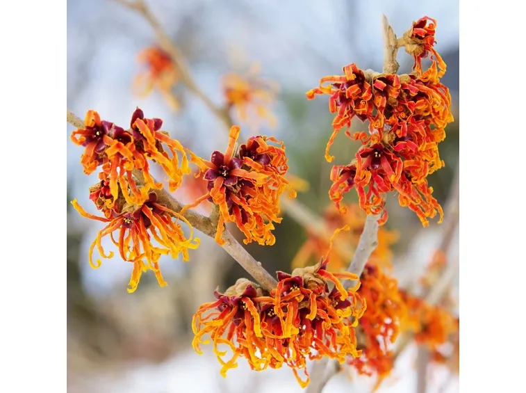 hamamelis