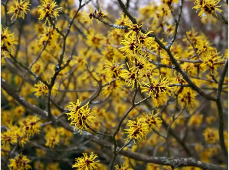 hamamelis in fiore