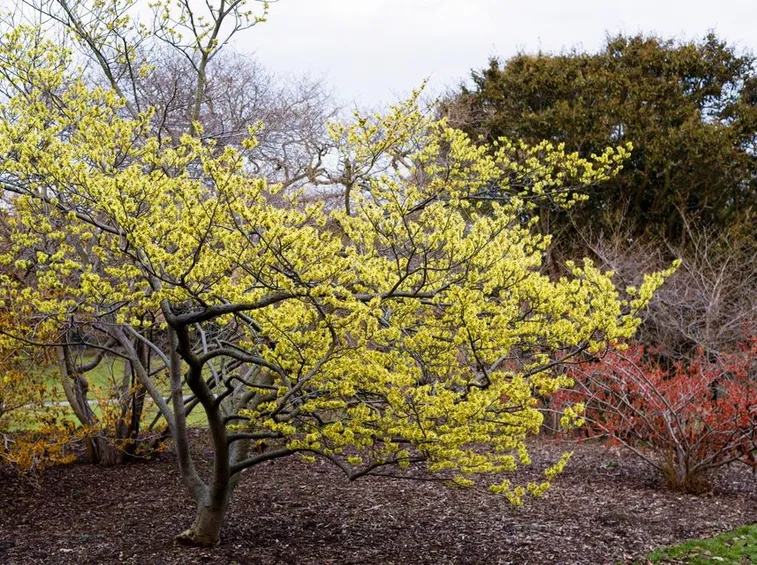 hamamelis in giardino