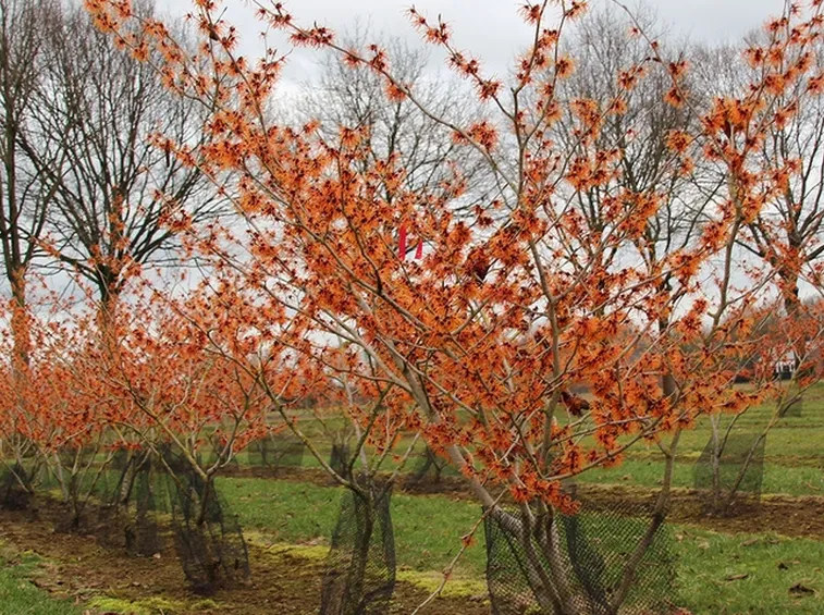 filare di hamamelis