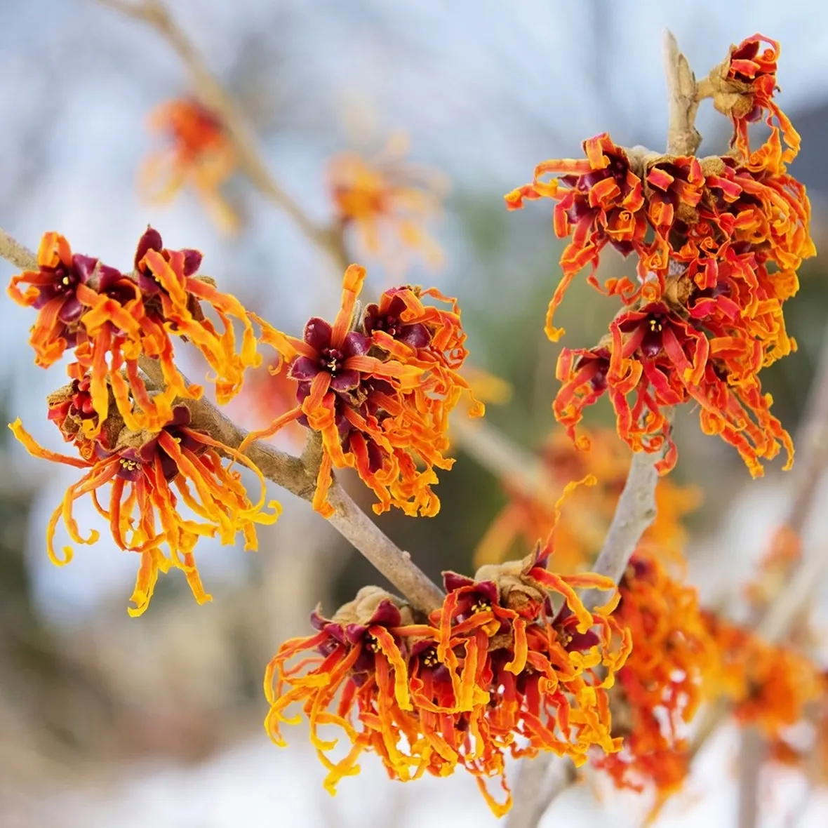 hamamelis