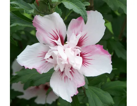 Fiore di hibiscus syriacus