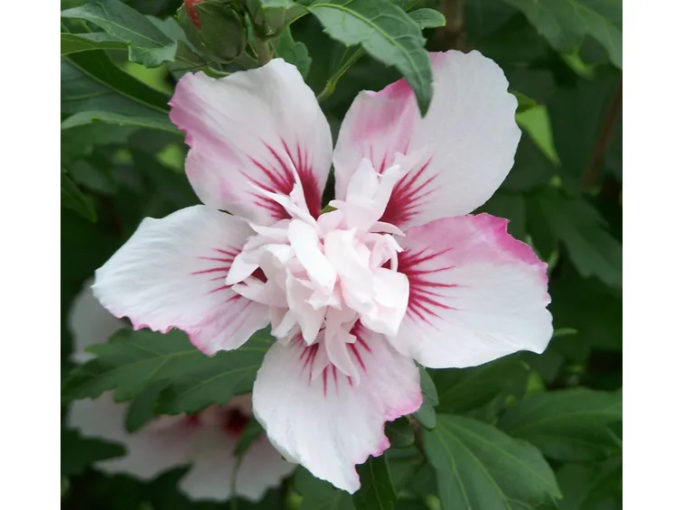 Fiore di hibiscus syriacus