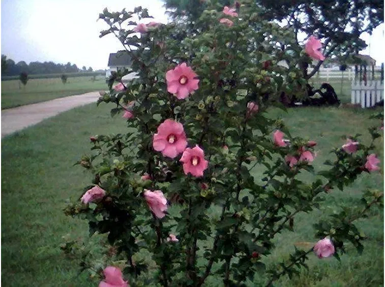 Hibiscus syriacus fiorito