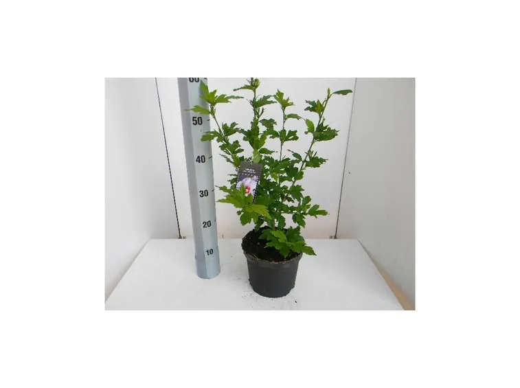 Piantina di hibiscus syriacus