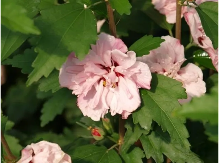 Hibiscus syriacus 