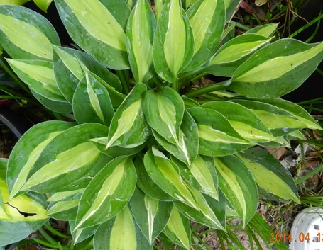 foglie hosta