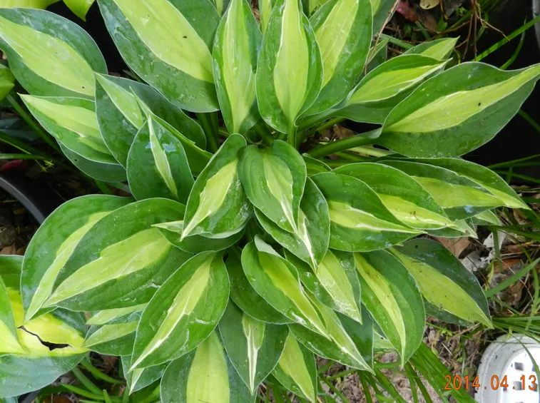 foglie hosta