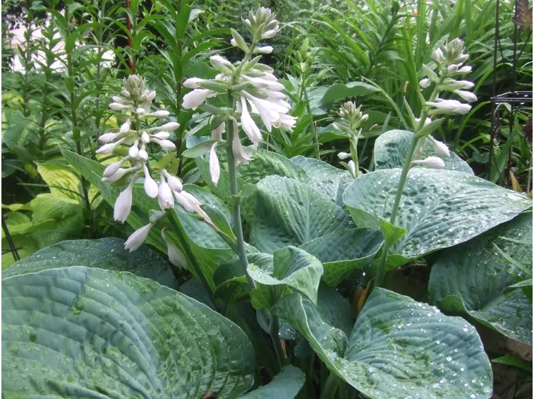 Hosta fiore