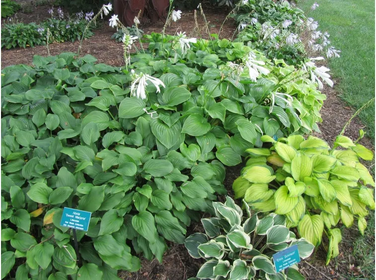 hosta giardino