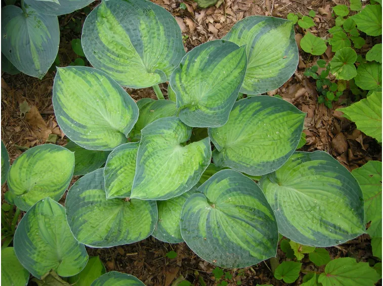 Tipologia pianta