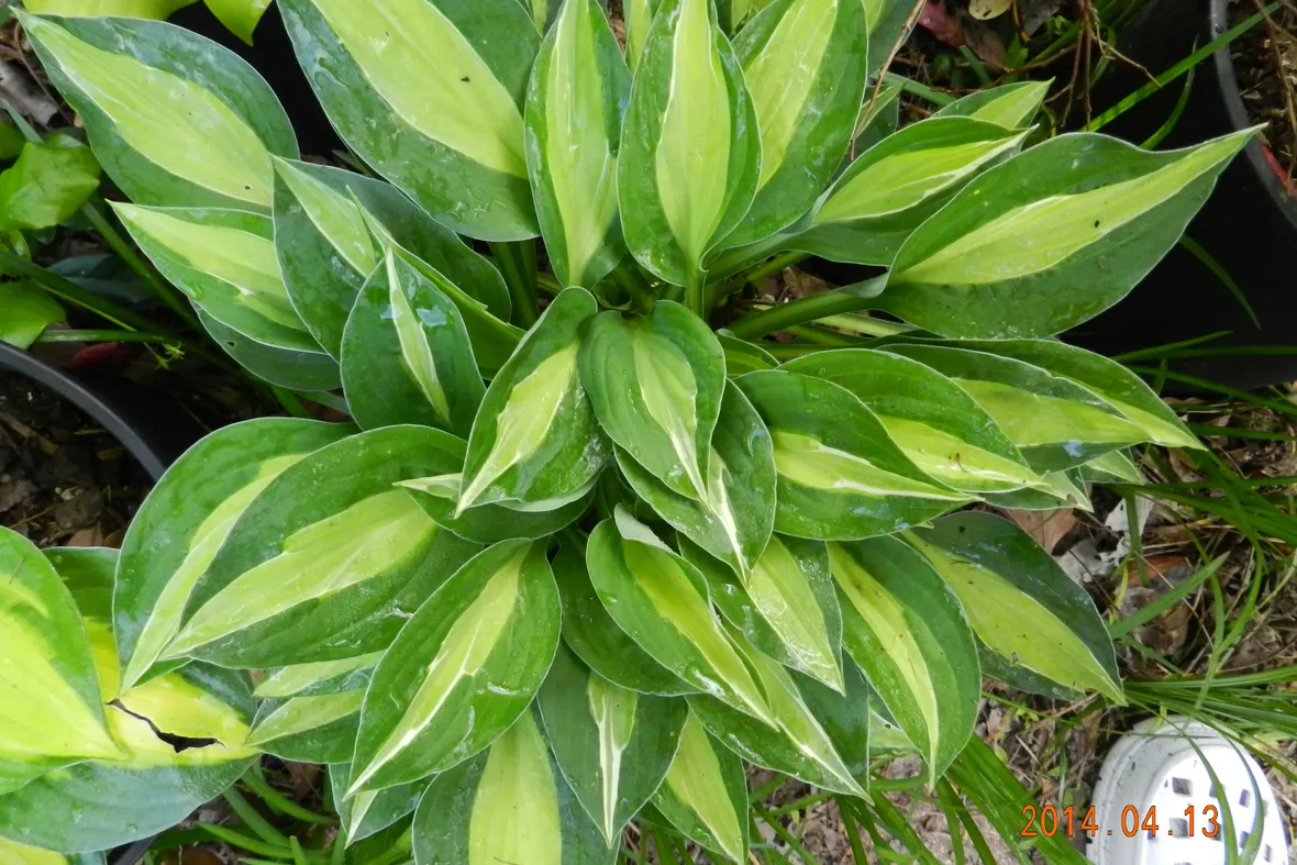 foglie hosta