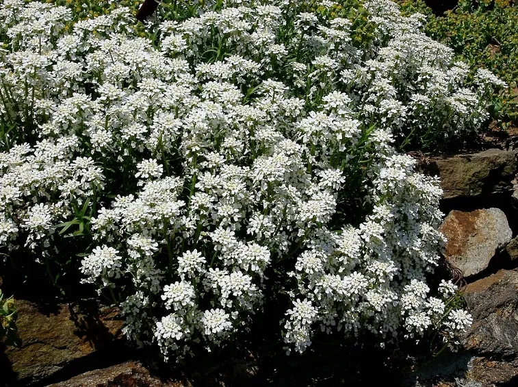 Iberis Semperflorens pianta