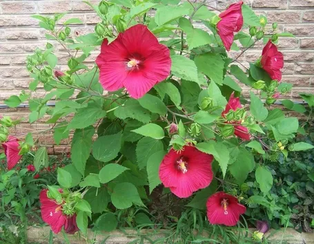 Fiori di ibisco gigante