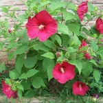 Fiori di ibisco gigante