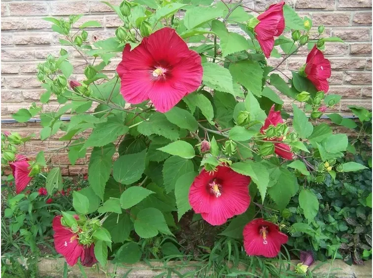 Fiori di ibisco gigante
