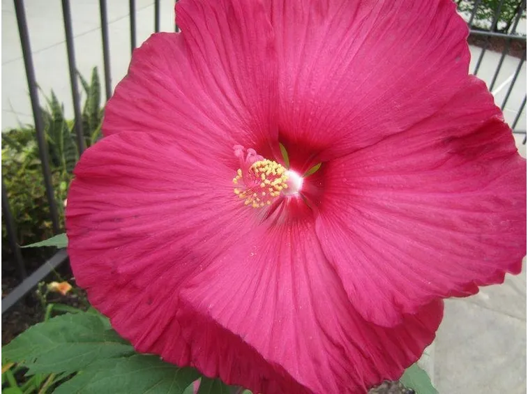 Fiore di ibisco gigante