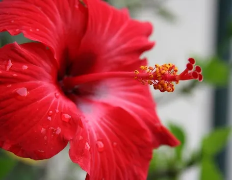 Fiore di ibisco rosso