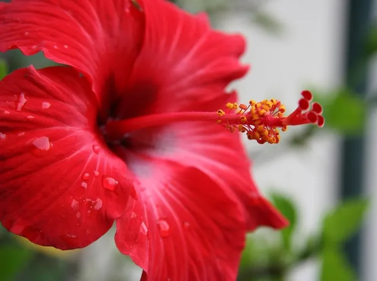 Fiore di ibisco rosso