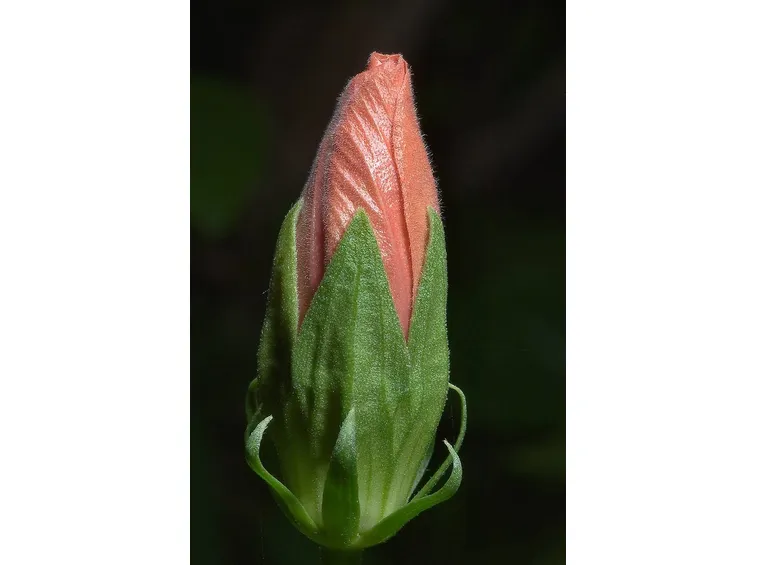 Bocciolo di ibisco rosso