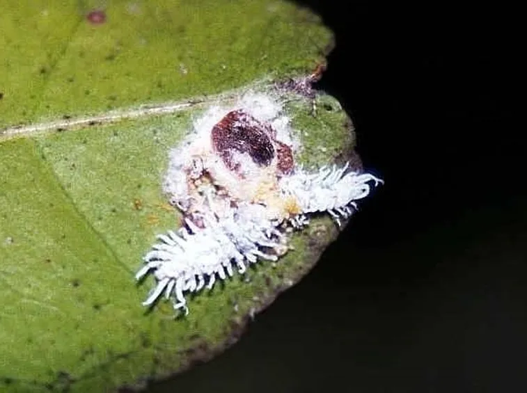 Cocciniglia bianca
