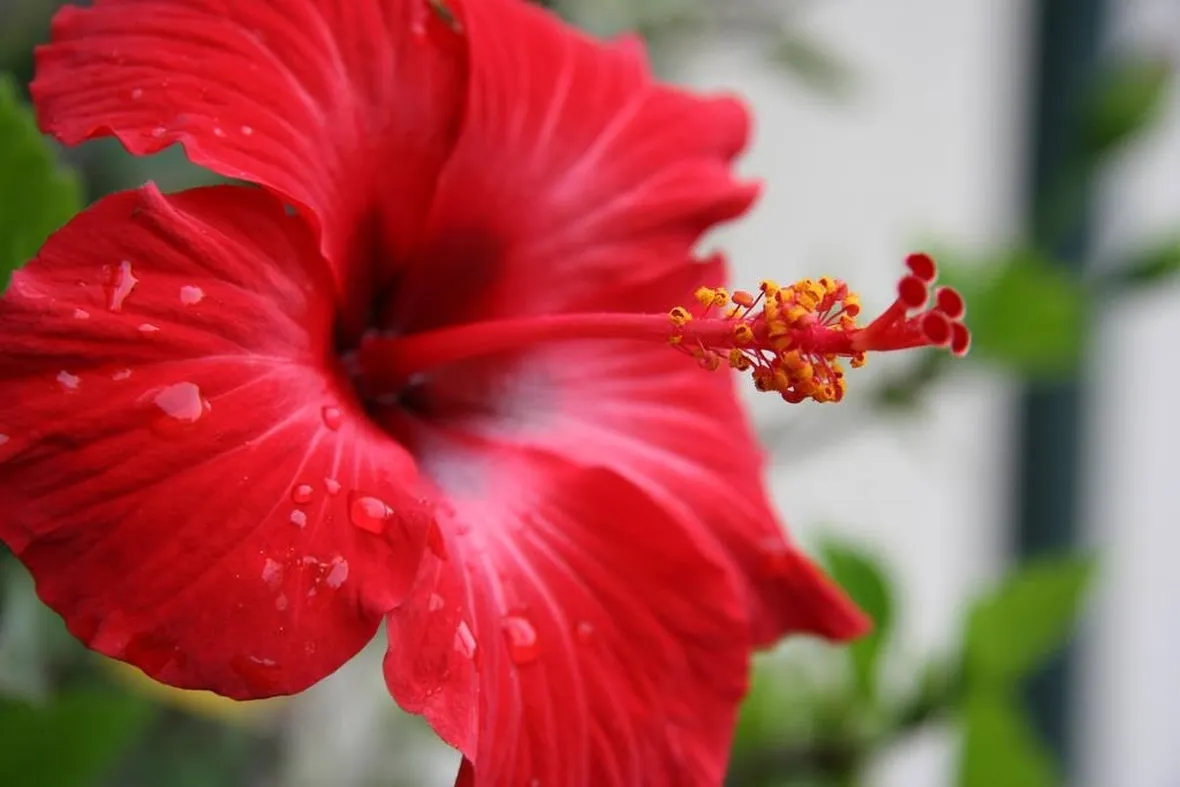 Fiore di ibisco rosso