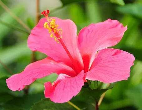 Un fiore di ibisco