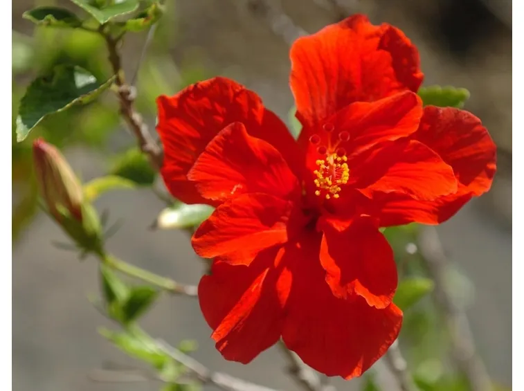 malattie ibisco