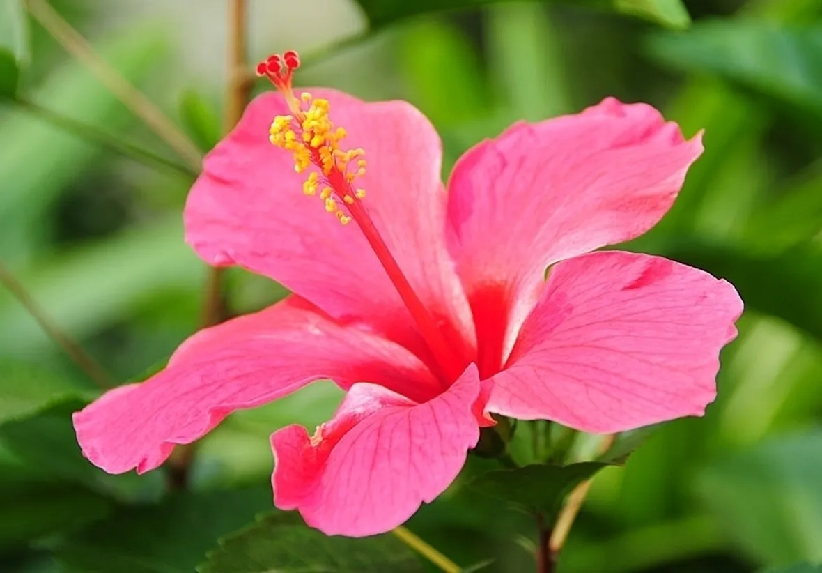 Un fiore di ibisco