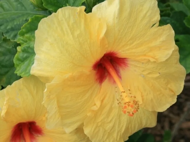 Fiore di Ibiscus