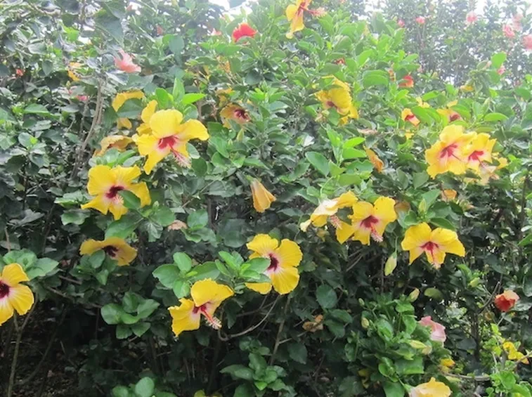 Piante di Ibiscus