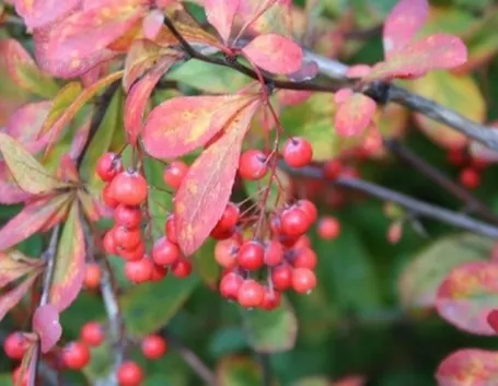 berberis dictophylla