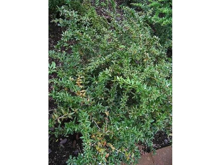 berberis gagnepainii var lanceifolia