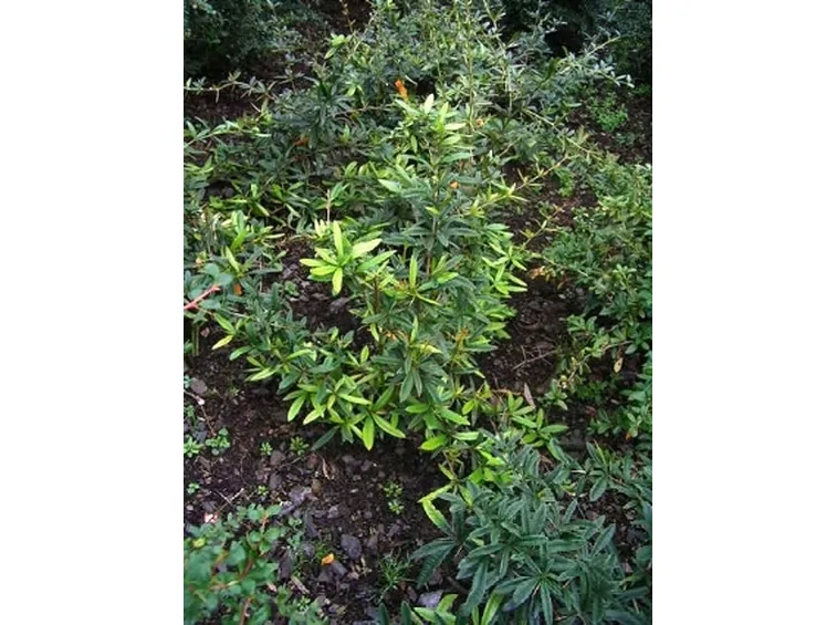 berberis julianae