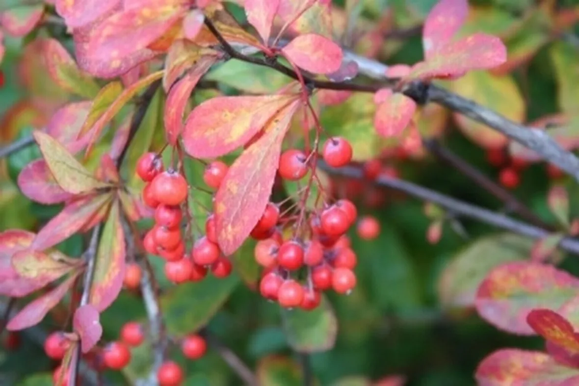 berberis dictophylla